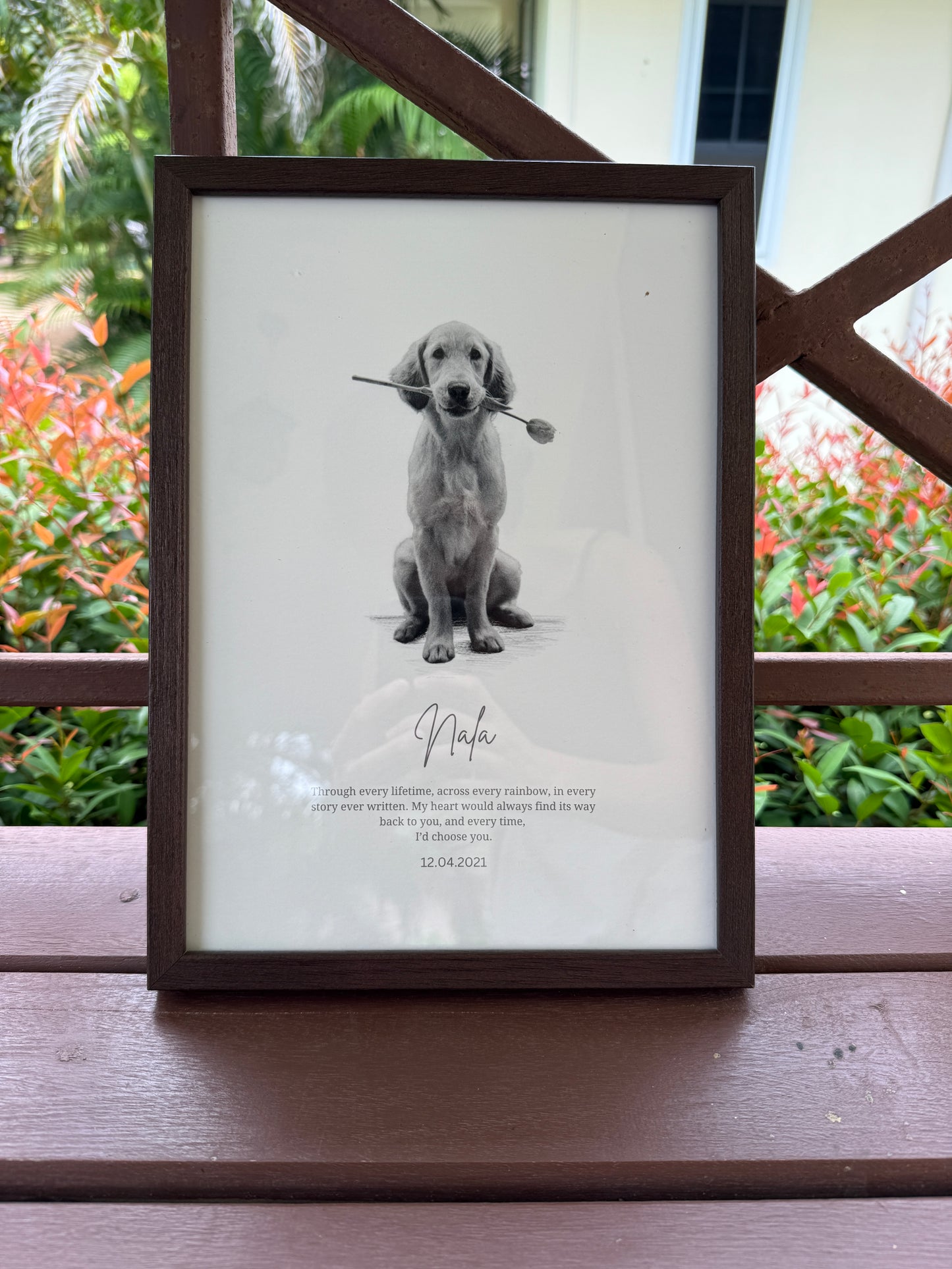 Oak_pet_portrait_dog