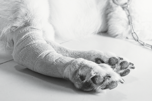 Understanding Grief in Highly Sensitive People