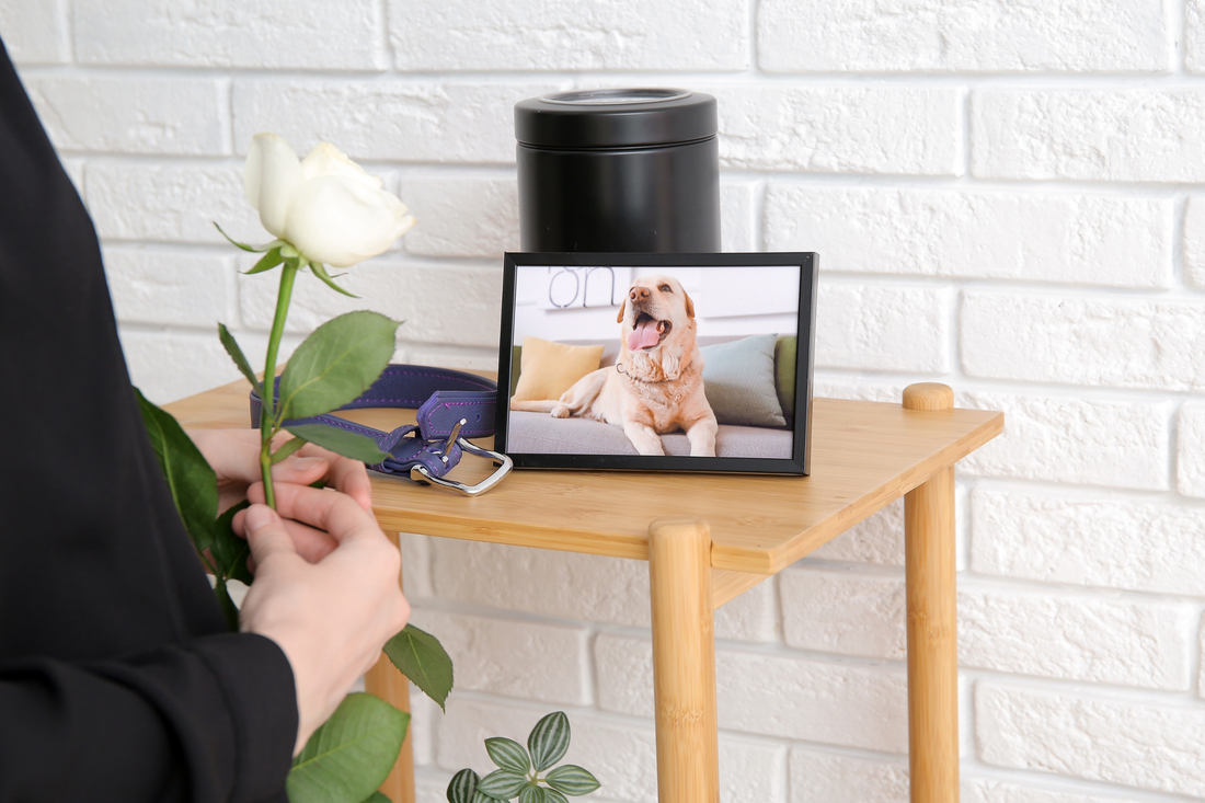 A Gentle Guide to Healing the Loss of a Beloved Pet