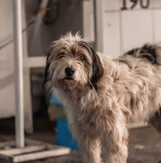 Daily Rituals to Remember a Beloved Pet
