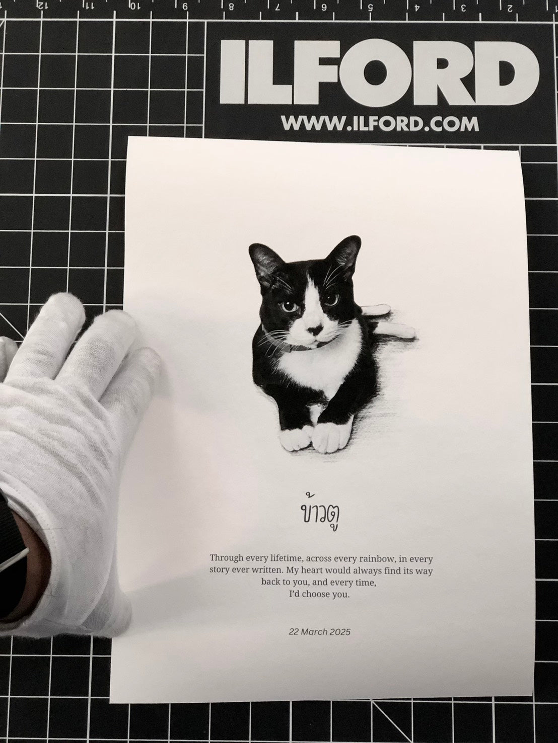 cat_pet_portrait